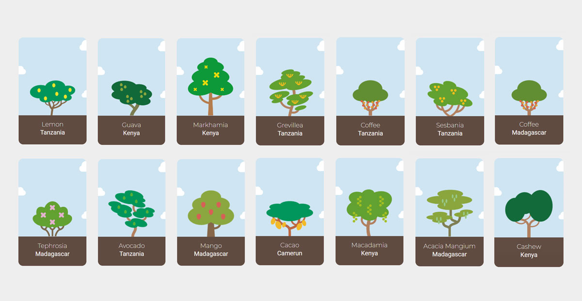 Der Wald besteht aus 14 Baumarten, die typisch für Afrika sind, ein Kontinent